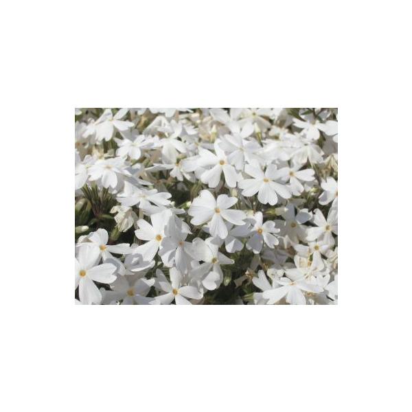 芝桜苗 リットルドット 白色 10個セット しばざくら シバザクラ モスフロックス ガーデニング 秩父羊山公園の芝桜 芝桜の丘 Buyee Buyee 提供一站式最全面最專業現地yahoo Japan拍賣代bid代拍代購服務 Bot Online