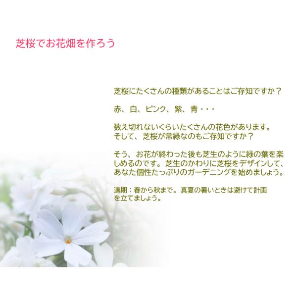 芝桜苗 マックダニエルクッション 濃ピンク色 10個セット しばざくら シバザクラ モスフロックス ガーデニング 秩父羊山公園の芝桜 芝桜の丘 Buyee Buyee Japanese Proxy Service Buy From Japan Bot Online