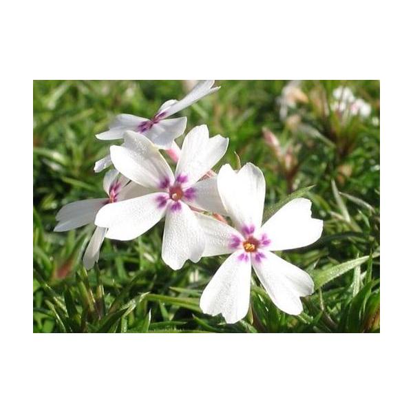 芝桜苗 アメージンググレース 白花赤ドット色 24個セット 1平米分 しばざくら シバザクラ モスフロックス ガーデニング 秩父羊山公園の芝桜 芝桜の丘 Buyee Buyee 日本の通販商品 オークションの代理入札 代理購入