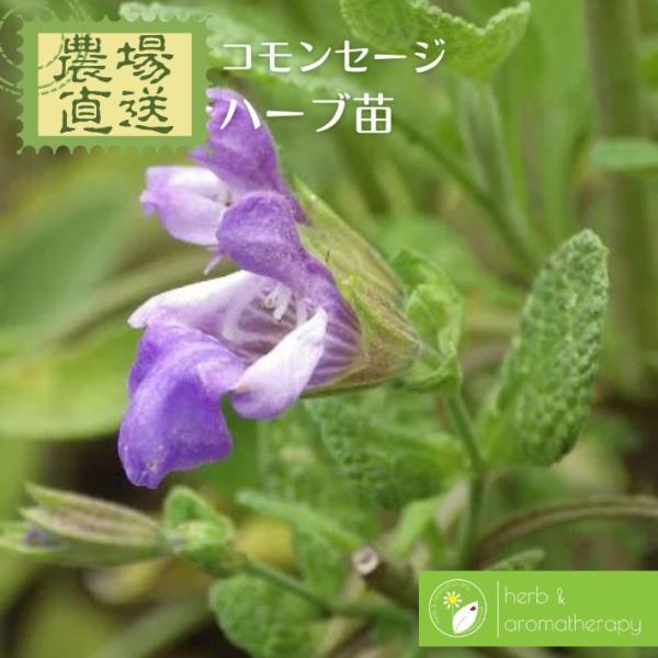 10種以上のお買いもので送料無料！（ハーブ苗・培養土のみ同梱可）