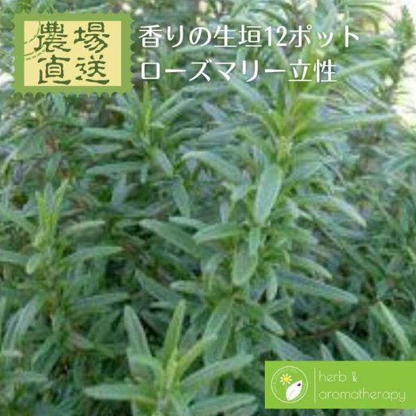 herbalkgemstones_560893-2