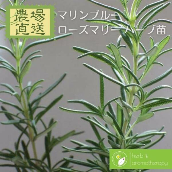 10種以上のお買いもので送料無料！（ハーブ苗・培養土のみ同梱可）