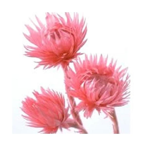 ハーバリウム 花材 ミニシルバーデージー フランボワーズ 約25g 大地農園/ドライフラワー