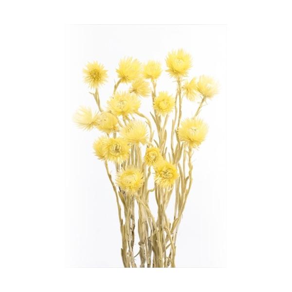 ハーバリウム 花材 ミニシルバーデージー　エンジェルイエロー　約25g　大地農園/ドライフラワー