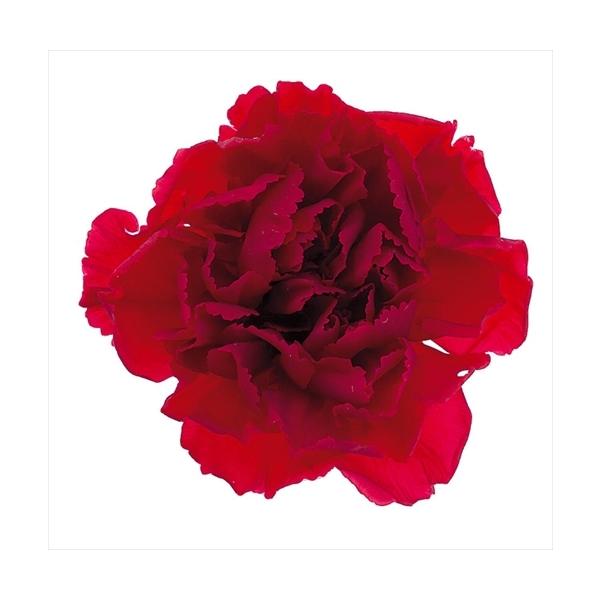 カーネーション　赤色/1輪約3.5〜4.5ｃｍ-----------------------------------------------自然の素材となりますので色合いや形状、大きさなど若干異なることがございますのでご了承ください。