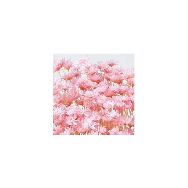 スターフラワー・ブロッサムブライダルピンク約30cmL花サイズ：約1〜1.5cm1束（約18g・約300本）-----------------------------------------------自然の素材となりますので色合いや形状、...