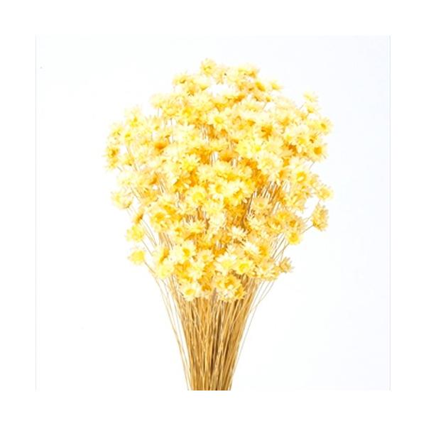 スターフラワー・ブロッサム　モーニングイエロー約30cmL花サイズ：約1〜1.5cm1束（約18g・約300本）-----------------------------------------------自然の素材となりますので色合いや形...