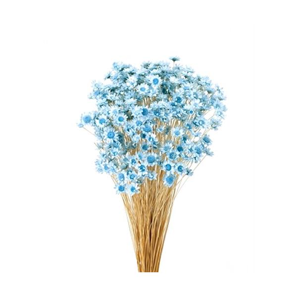 スターフラワー・ブロッサムベビーブルー約30cmL花サイズ：約1〜1.5cm1束（約18g・約300本）-----------------------------------------------自然の素材となりますので色合いや形状、大き...