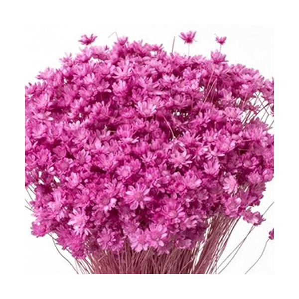 スターフラワー・ミニ　ストロベリー約22cmL花サイズ：約0.3〜1cm1束（約12g・約400本(目安)）-----------------------------------------------自然の素材となりますので色合いや形状、...