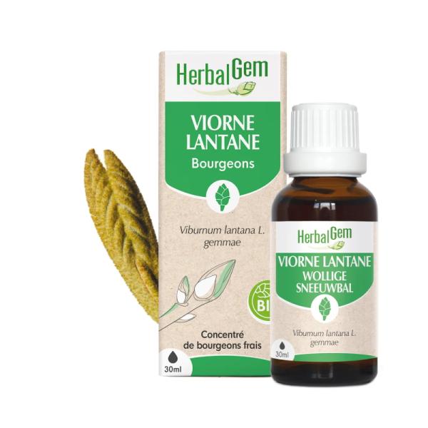 ハーバルジェム リシィツリー BIO 30ml 人間用 ジェムレメディ ハーバル サプリメント 新芽のちから ランタナガマズミ ジェモセラピー チンキ BIO VIORNE