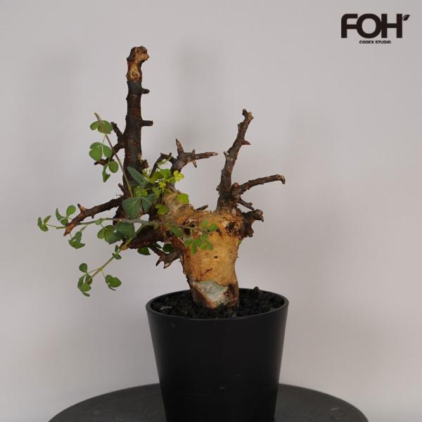 F20 コミフォラ・カタフ ピュア 発根済み 現地球の魅力と育て方