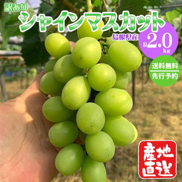 訳あり シャインマスカット 産地直送 予約受付 約2kg(3房見当) 島根県