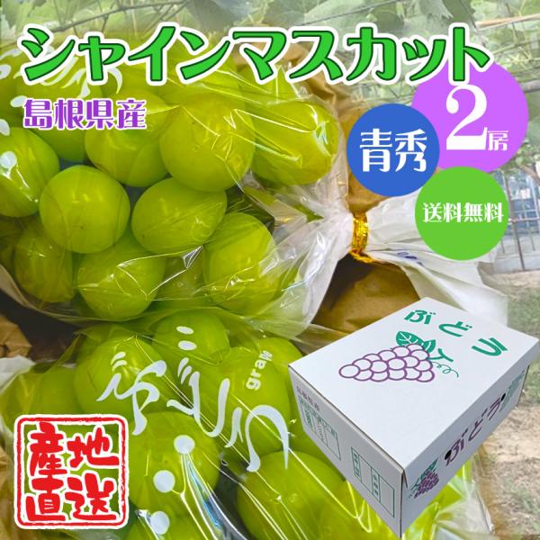 シャインマスカット 産地直送 贈答用 2房(約1.2kg目安) 島根県産 メッセージカード付