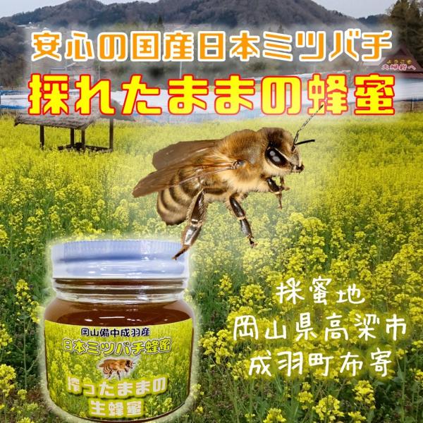 新蜜　日本ミツバチの百花蜜　550g✕4本 新蜜日本ミツバチの百花蜜550g✕4本