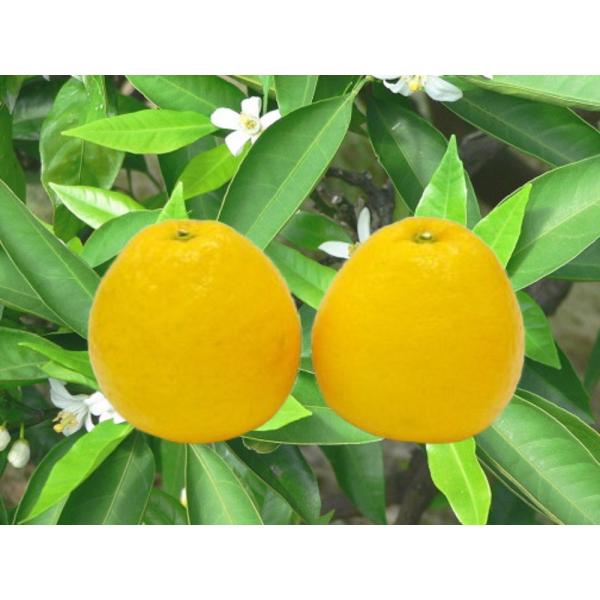 宇和ゴールド 河内晩柑 愛媛 愛南産 ３ｌサイズ 4ｋｇ入 ご贈答用 ご家庭用 Buyee Buyee Japanese Proxy Service Buy From Japan Bot Online