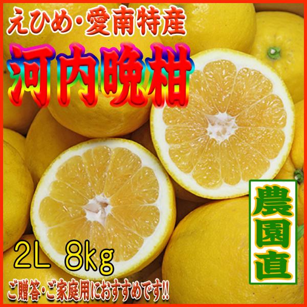 2026　ギフト　贈り物　プレゼント　河内晩柑＜農園直送＞特価（かわちばんかん・愛媛産・２Ｌサイズ）８ｋｇ入（ご贈答・ご家庭用に最適です）