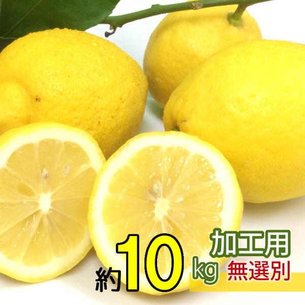 _ ݔ_ L咷Y@󂠂 10@TCY낢@W[Xp@O[PPF   Y