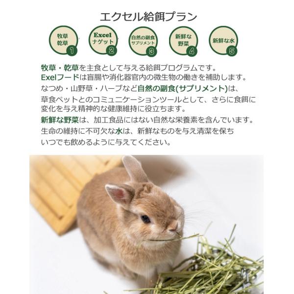Burgess エクセル ラビット アダルトwithオレガノ 2kg うさぎ フード ペレット Buyee Buyee Japanese Proxy Service Buy From Japan Bot Online