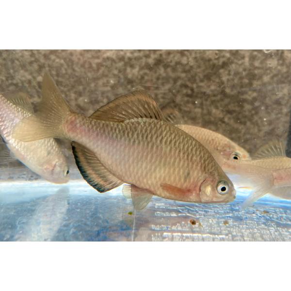 アブラボテ　4匹　（日淡）川魚　タナゴ