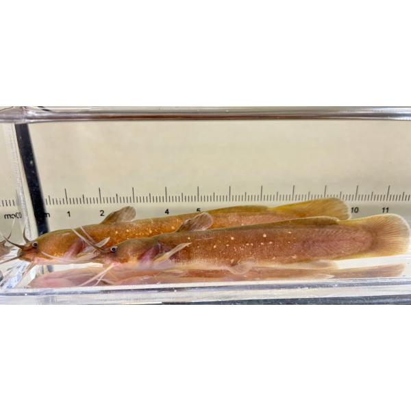 【名称】アカザ【お送りするサイズ】目測7cm以下　大体になります。※生き物ですのでサイズを一定にすることはできません。多少のサイズ差はご了承ください。【商品説明】本種は中上流域の川の石組の下に生息しています。あまり高水温は得意ではありません...