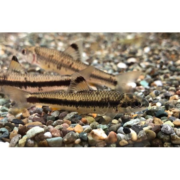 【名称】カワヒガイ　ヒガイ伊勢湾周辺種【お送りするサイズ】目測6〜10cm※生き物ですのでサイズを一定にすることはできません。多少のサイズ差はご了承ください。【商品説明】タナゴの仲間と同様に二枚貝へ産卵します。人工授精での繁殖も可能です。鈴...
