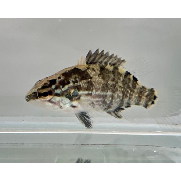 オヤニラミ　SSサイズ　1匹　（日本淡水魚）日淡