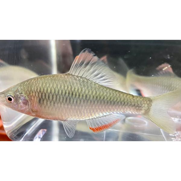 ヤリタナゴ　オス1匹　淡水魚　（タナゴ）川魚