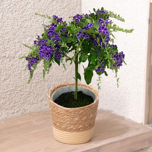 ■お届け2026/5/6 から 2026/5/10まででご指定ください※お届け日指定締切 2026/4/30 以降は指定不可■注文締切2026/05/07　14:00まで紫の小花をたわわに咲かせるデュランタ「タカラヅカ」です。暑さが好きな植...