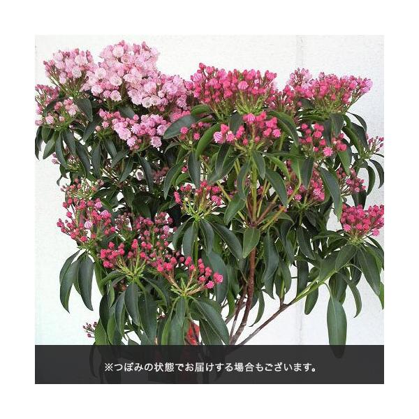 母の日 21 花 ギフト プレゼント カルミア 日比谷花壇 Buyee 日本代购平台 产品购物网站大全 Buyee一站式代购 Bot Online