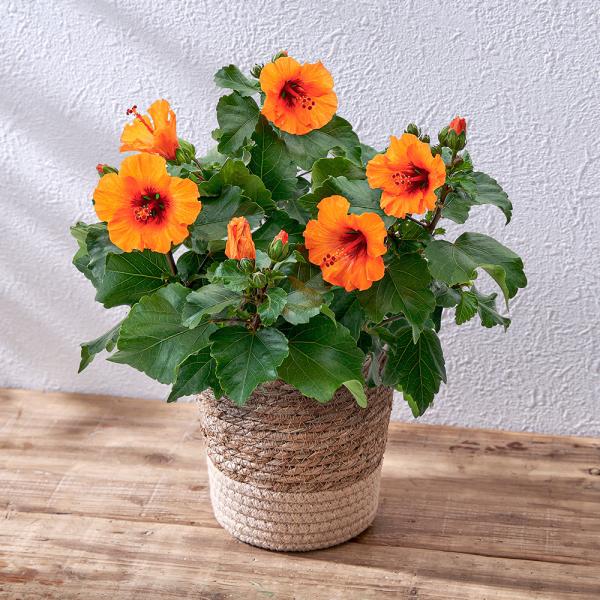 ■お届け2026/5/6 から 2026/5/10まででご指定ください※お届け日指定締切 2026/4/30 以降は指定不可■注文締切2026/05/07　14:00まで一日花の印象があるハイビスカスですが、品種改良で花もちもよく、小型のオ...