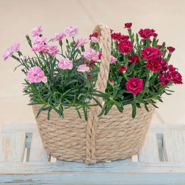 ■お届け2026/5/6 から 2026/5/10まででご指定ください※お届け日指定締切 2026/4/30 以降は指定不可■注文締切2026/05/07　14:00まで小輪のカーネーションが次々に開花する「ゆめてまり」と「かがり」のセット...