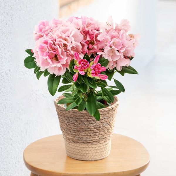 ■お届け2026/5/6 から 2026/5/10まででご指定ください※お届け日指定締切 2026/4/30 以降は指定不可■注文締切2026/05/07　14:00まで手毬のように満開に咲いたシャクナゲは春の花木の宝石と言われています。少...