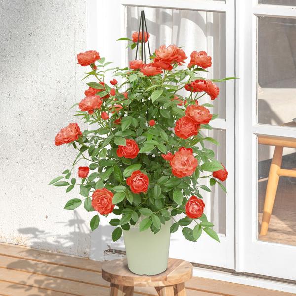 ■お届け2026/5/6 から 2026/5/10まででご指定ください※お届け日指定締切 2026/4/30 以降は指定不可■注文締切2026/05/07　14:00までオレンジのカップ状の花が房咲に咲くつるバラ「オレンジマザーズデイ」をタ...