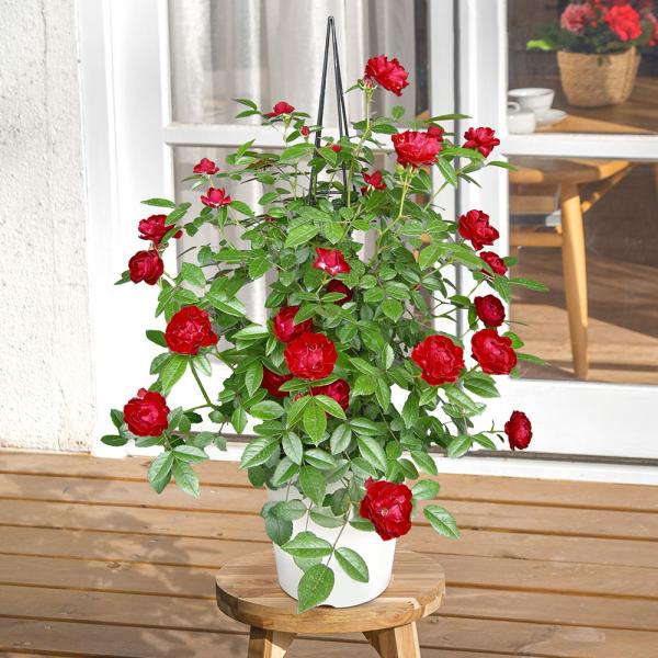 ■お届け2026/5/6 から 2026/5/10まででご指定ください※お届け日指定締切 2026/4/30 以降は指定不可■注文締切2026/05/07　14:00まで赤く丸いコロコロとした花が房咲に咲くつるバラ「マザーズデイ」をタワー仕...