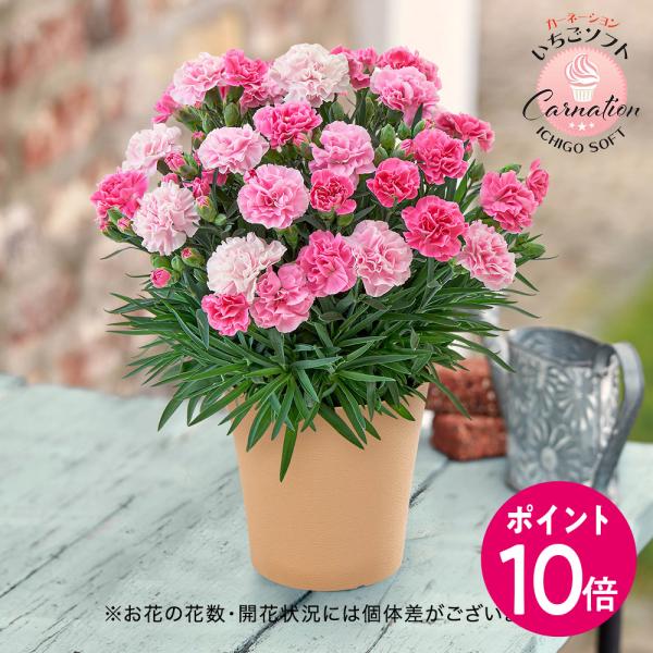 【日比谷花壇公式】母の日 カーネーション「いちごソフト」