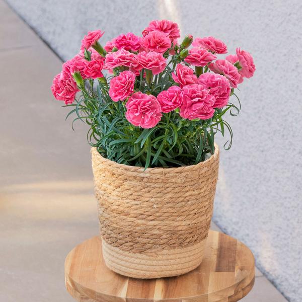 ■お届け2026/5/6 から 2026/5/10まででご指定ください※お届け日指定締切 2026/4/30 以降は指定不可■注文締切2026/05/07　14:00まで【2022-2023年ジャパンフラワーセレクション入賞品種】雪印種苗が...