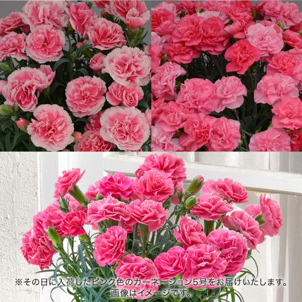 ■お届け2026/5/6 から 2026/5/10まででご指定ください※お届け日指定締切 2026/4/30 以降は指定不可■注文締切2026/05/07　14:00まで感謝と温もりの花言葉を持つピンクのカーネーションの花鉢を大好きななお母...