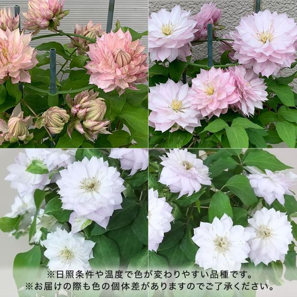■お届け2026/5/6 から 2026/5/10まででご指定ください※お届け日指定締切 2026/4/30 以降は指定不可■注文締切2026/05/07　14:00まで育つ環境により淡いピンクから深みのあるピンクへと表情を変えるクレマチス...