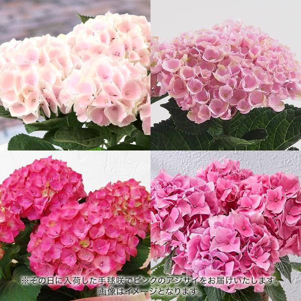 ■お届け2026/5/6 から 2026/5/10まででご指定ください※お届け日指定締切 2026/4/30 以降は指定不可■注文締切2026/05/07　14:00までボリュームある手毬咲のピンクのアジサイ。上手に育てていただくと、秋色ア...