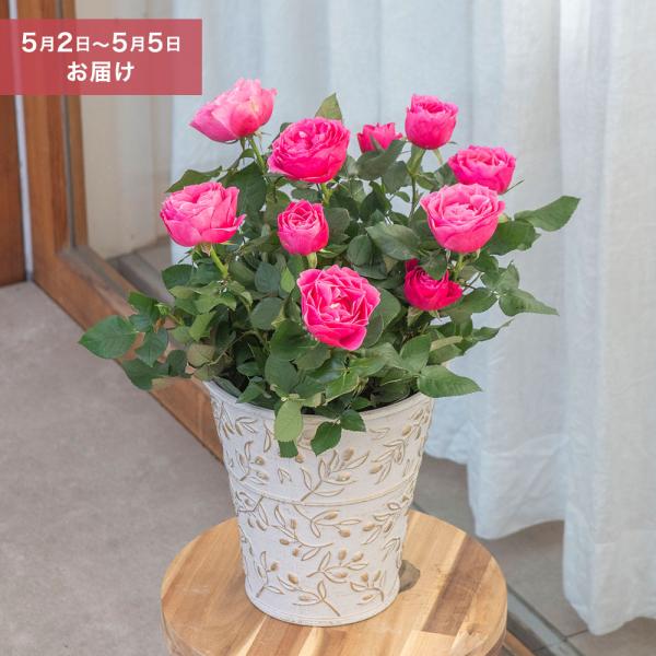 ■お届け2026/5/2 から 2026/5/5まででご指定ください※お届け日指定締切 2026/4/27 以降は指定不可■注文締切2026/04/30　14:00まで高品質なミニバラを咲かせる、大西 隆コレクション。見応えのあるピンクの花...
