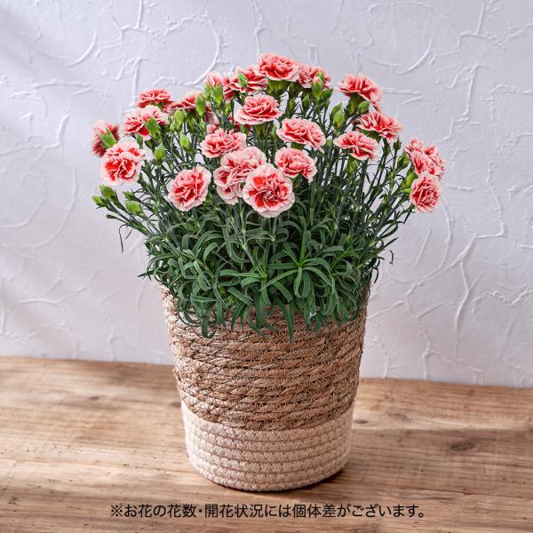 母の日 21 花 ギフト プレゼント 2種類から選べる珍しいカーネーション鉢 Buyee Buyee Japanese Proxy Service Buy From Japan Bot Online