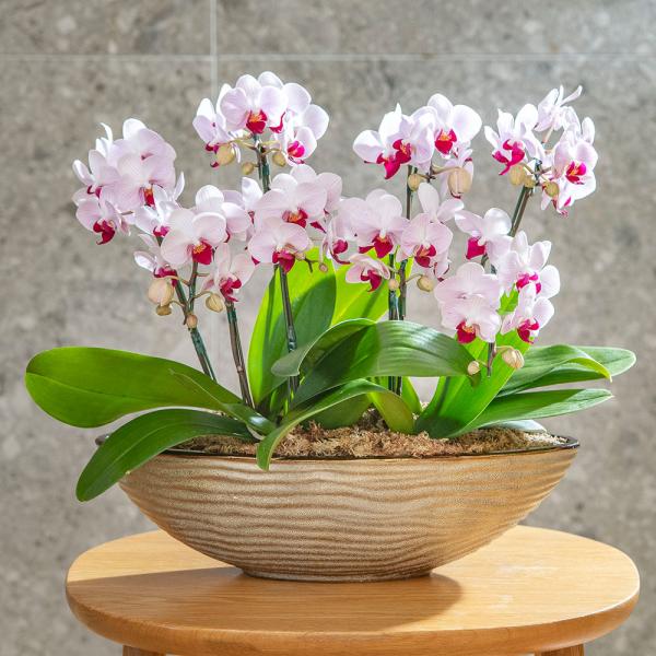 ■お届け2026/5/6 から 2026/5/10まででご指定ください※お届け日指定締切 2026/4/30 以降は指定不可■注文締切2026/05/07　14:00まで優しい淡いピンクの花弁に濃い紅色のリップが素敵なミディ胡蝶蘭「リトルジ...