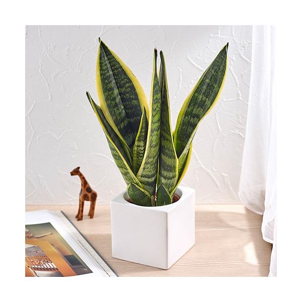 JԒd ꂩ񂽂ϗtAuTXxAEtc[(XNGAzCg)v a  CeAO[ p LO Vzj JXj