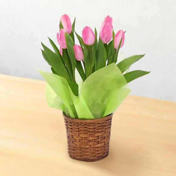 ■お届け2026/1/9 から 2026/3/10まで 5日後以降でご指定可■注文締切2026/03/05　14:00までチューリップの花言葉は「博愛」「思いやり」。春の訪れを象徴するお花です。日本にチューリップが紹介されたのは、江戸時代初...