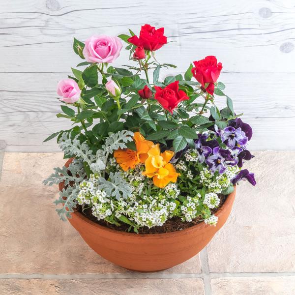 ■お届け2026/1/9 から 2026/3/31まで 5日後以降でご指定可■注文締切2026/03/26　14:00まで可愛らしいミニバラと季節のお花とグリーンを寄せ植えしました。お庭をにぎやかに、彩りを添えてくれる可愛らしい花たち。これ...
