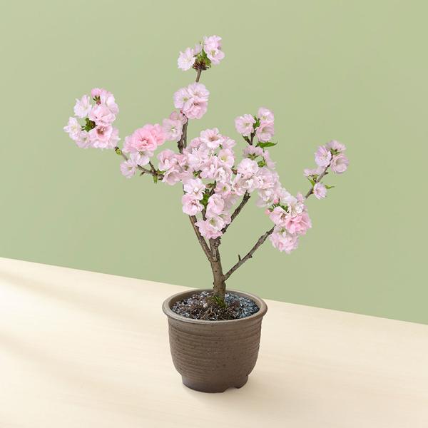 ■お届け2026/2/1 から 2026/3/31まで 5日後以降でご指定可■注文締切2026/03/26　14:00まで「南殿桜」は京都御所の南殿に咲いていたことからこの名がつけられました。京都御所の庭には春になると桜が咲き、その風情は遥...