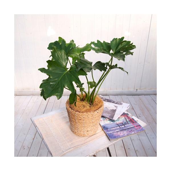 JԒd ϗtAuZ[EoXPbgv a  CeAO[ p LO Vzj JXj 