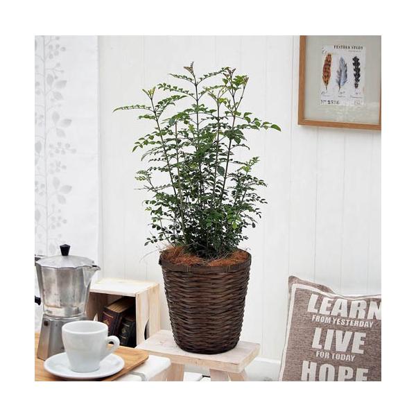 JԒd ϗtAuglREoXPbgv a  CeAO[ p LO Vzj JXj 