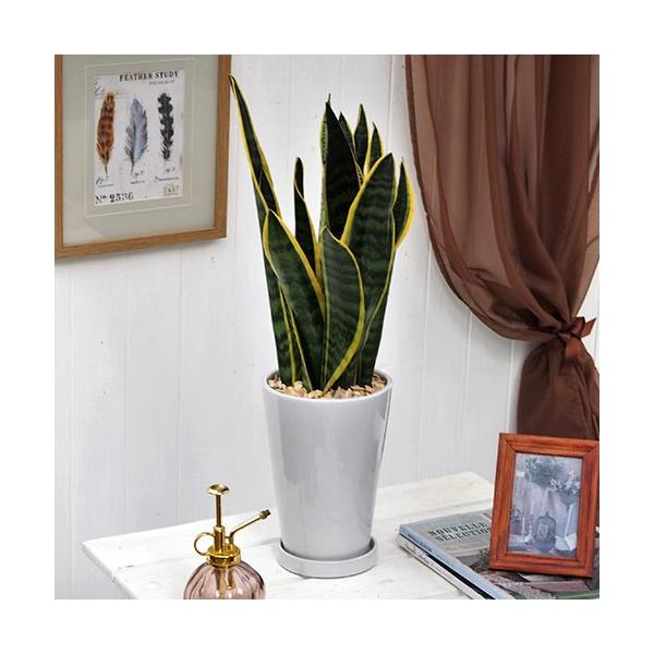 JԒd ϗtAuTXxAvzCg|bg a  CeAO[ p LO Vzj JXj 