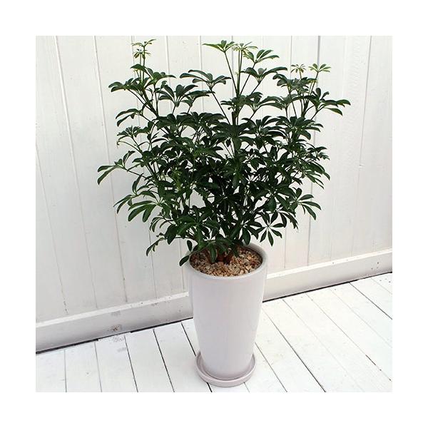 JԒd ϗtAuJ|bNRpN^EzCg|bgv a  CeAO[ p LO Vzj JXj 